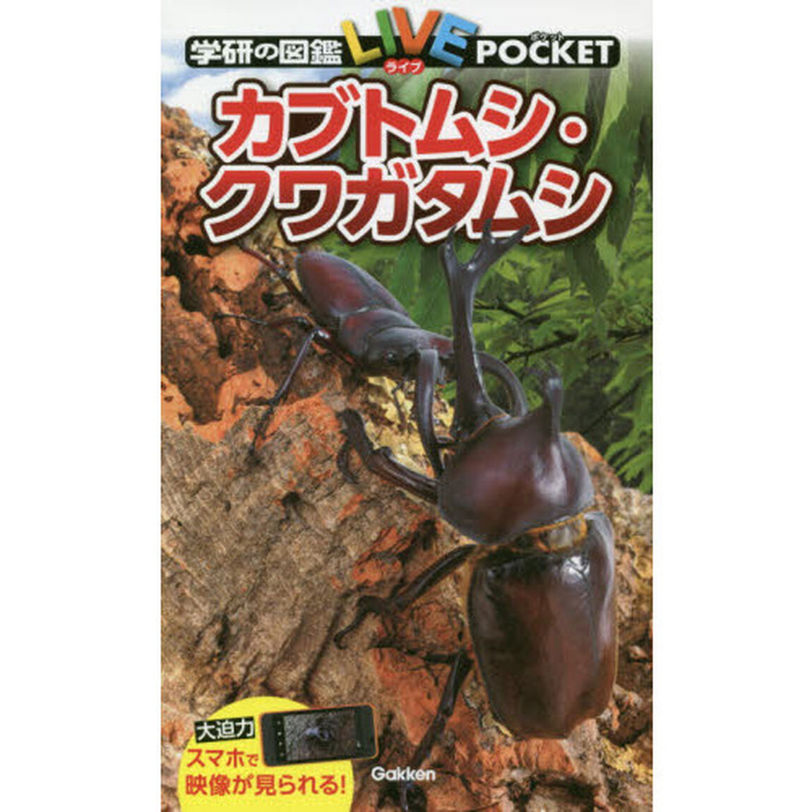 カブトムシ・クワガタムシ