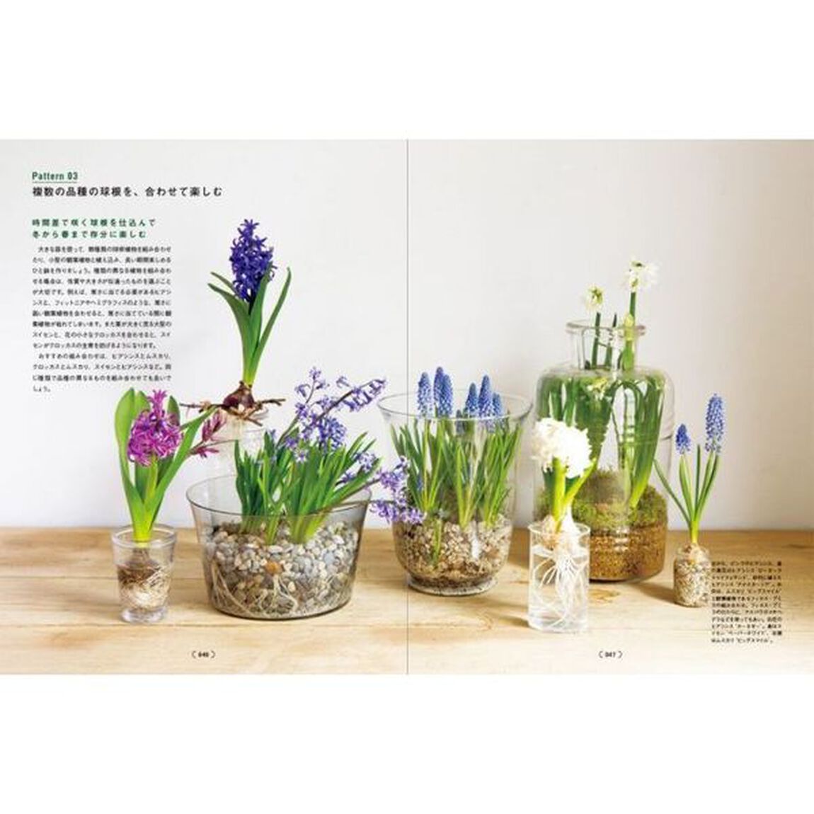 バルバス・プランツ　球根植物の愉しみ