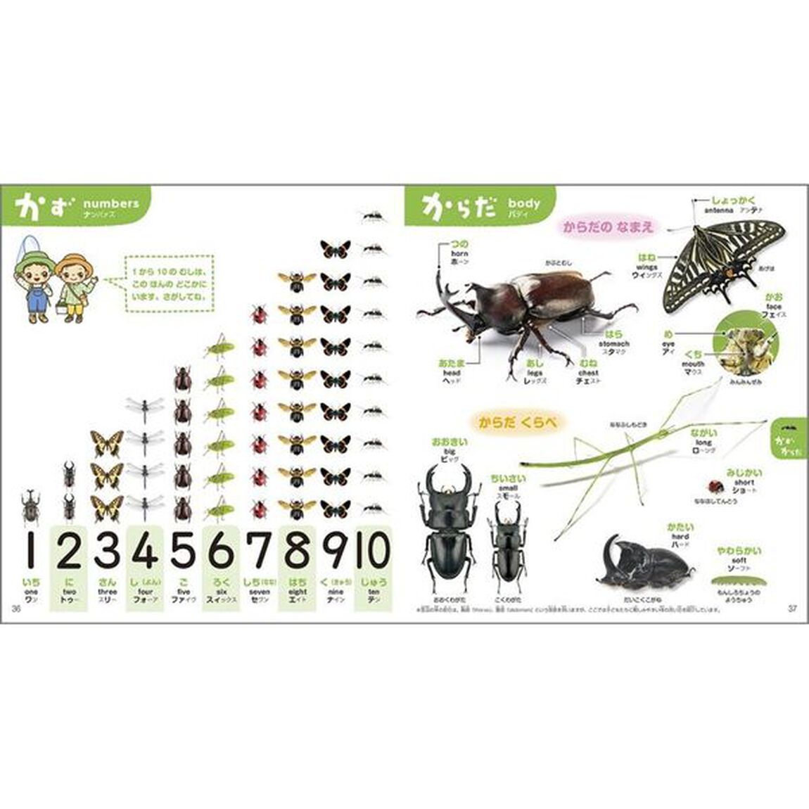 こどもずかんむし７７７　英語つき　しゃしんバージョン　０さい〜５さい