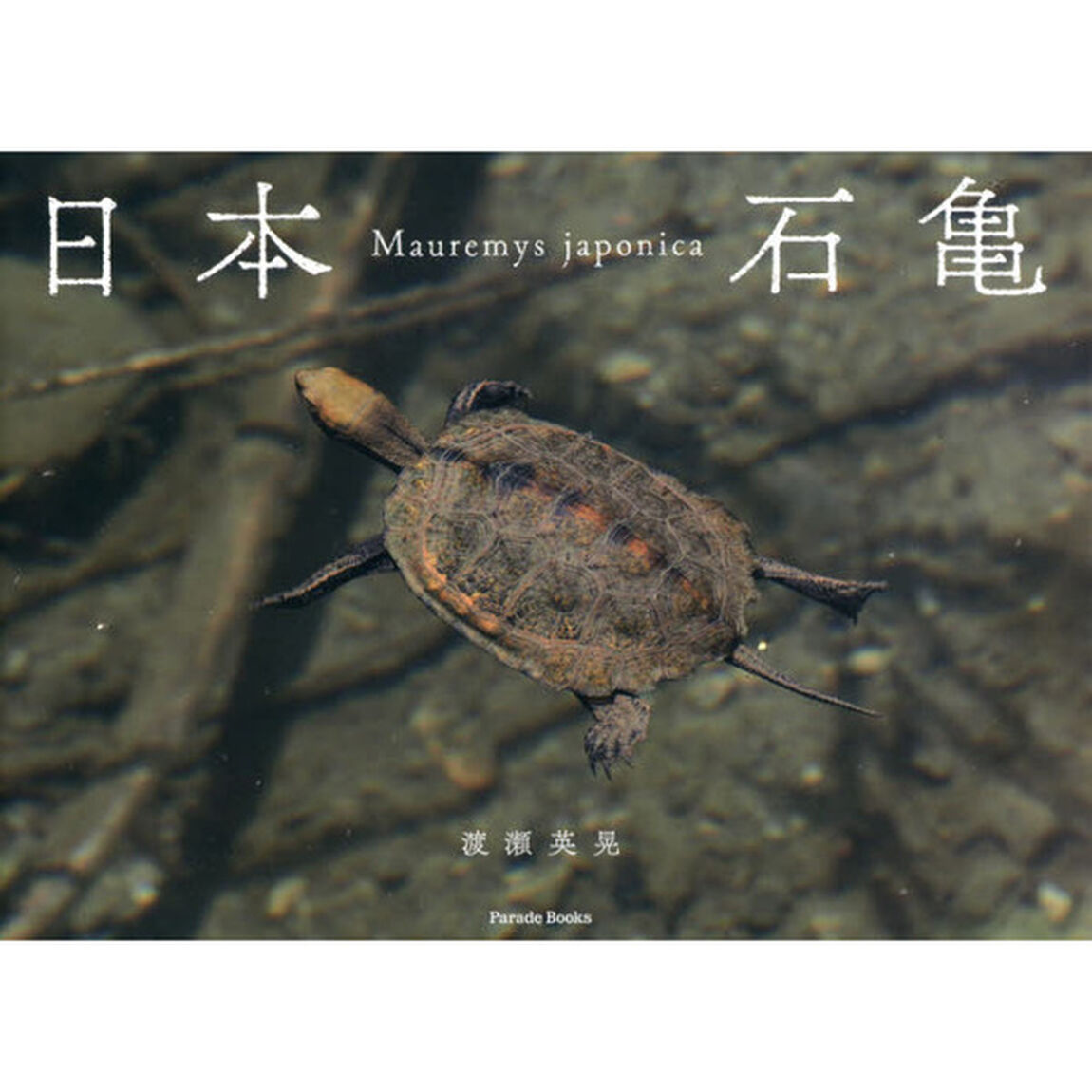 日本石亀