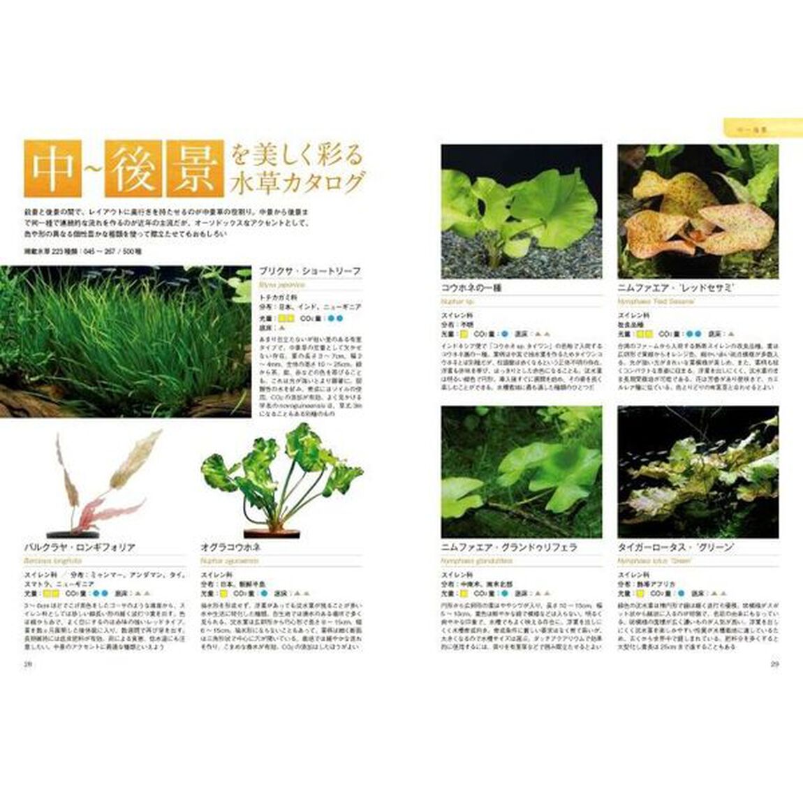 レイアウトに使える水草５００種図鑑　スタンダードからニューフェイスまで！レイアウター必携の一冊「新装版」
