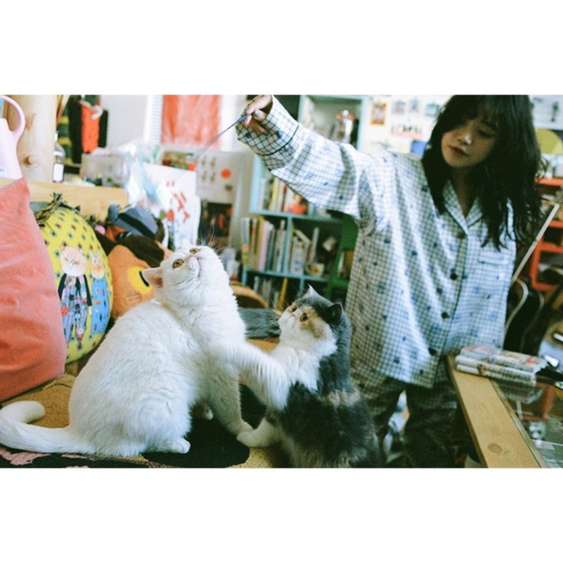 チッチと猫のハクと坊