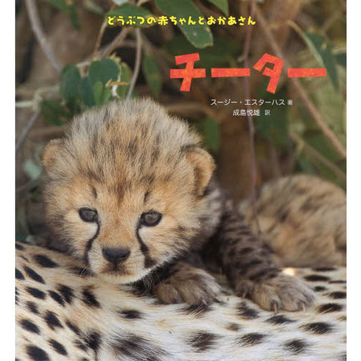 チーター