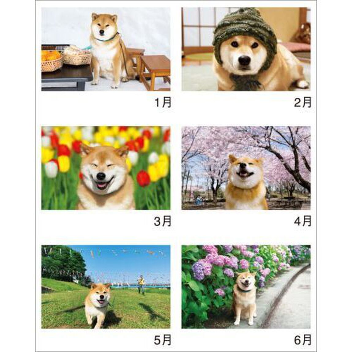柴犬まるとおさんぽ　2027年カレンダー