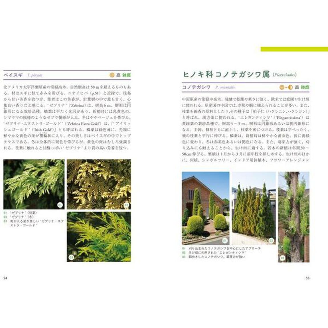 コニファー楽しみ方と育て方