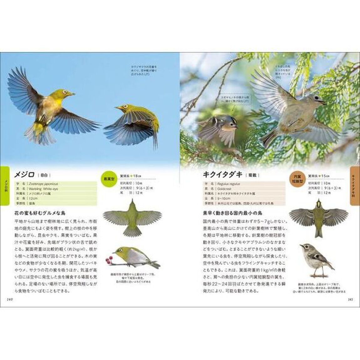 華麗なる野鳥飛翔図鑑