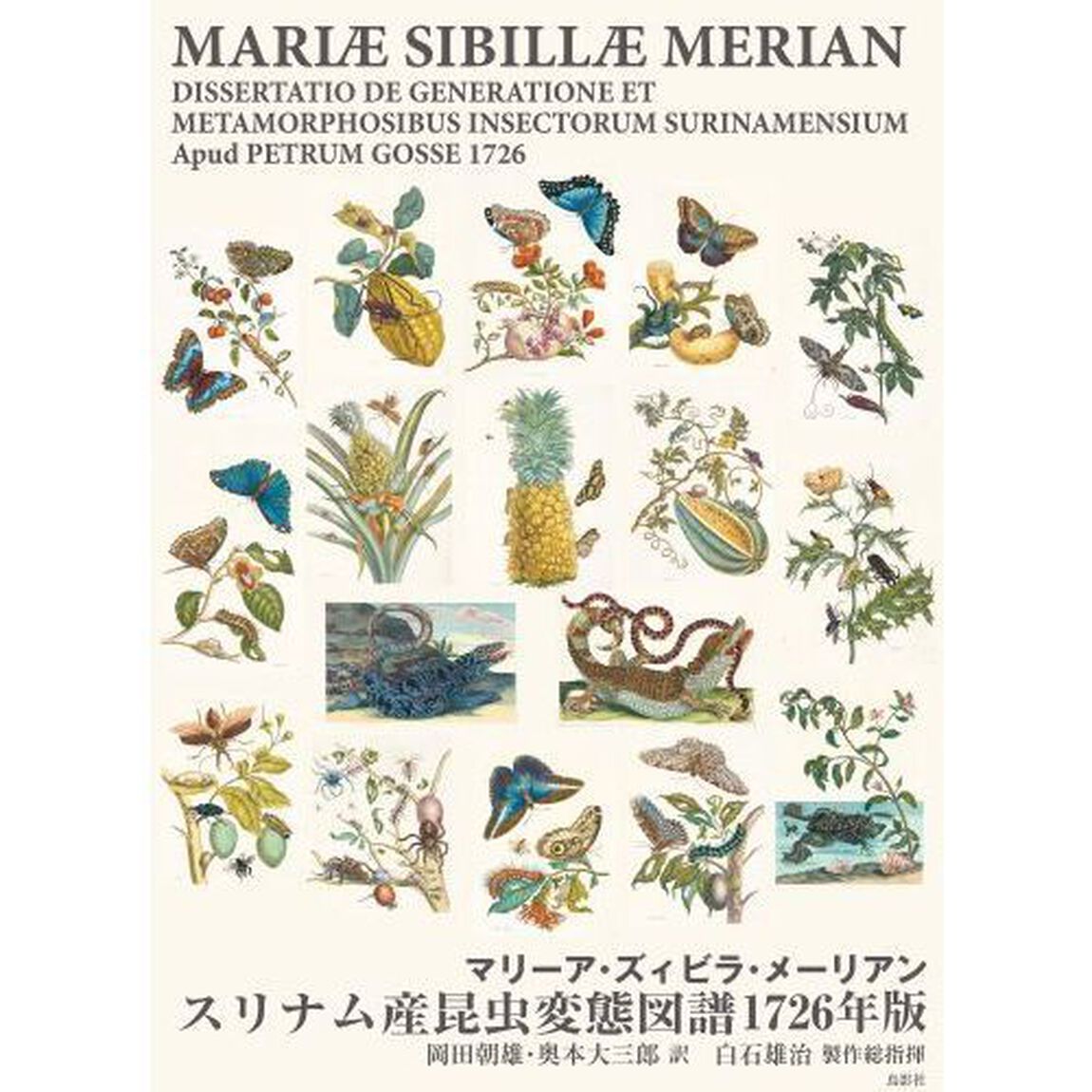 スリナム産昆虫変態図譜　１７２６年版