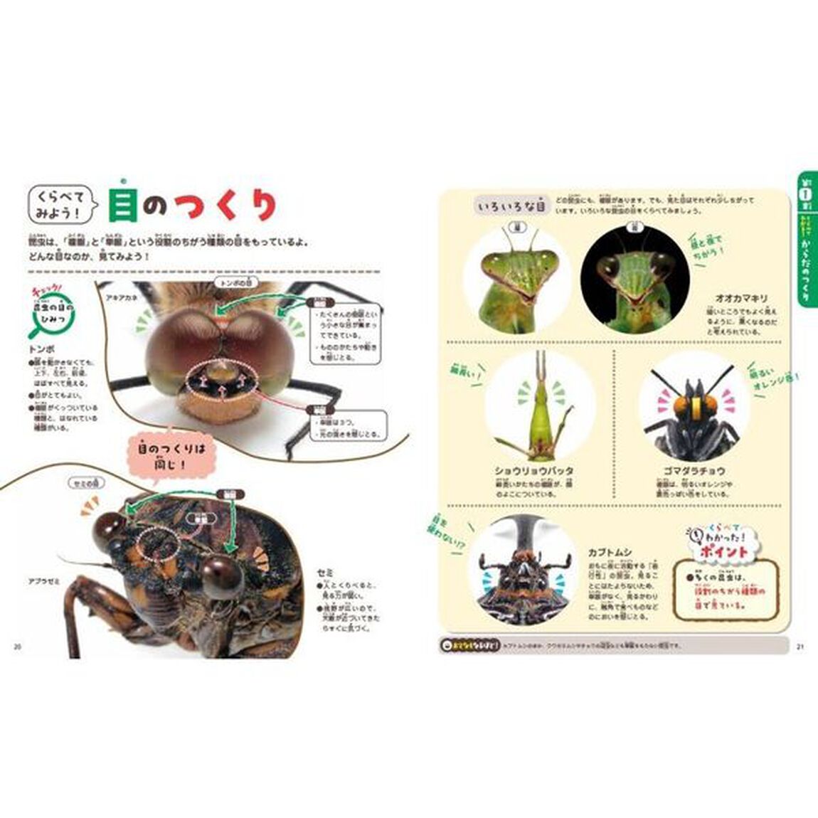 くらべてわかる！くらべっこ図鑑昆虫