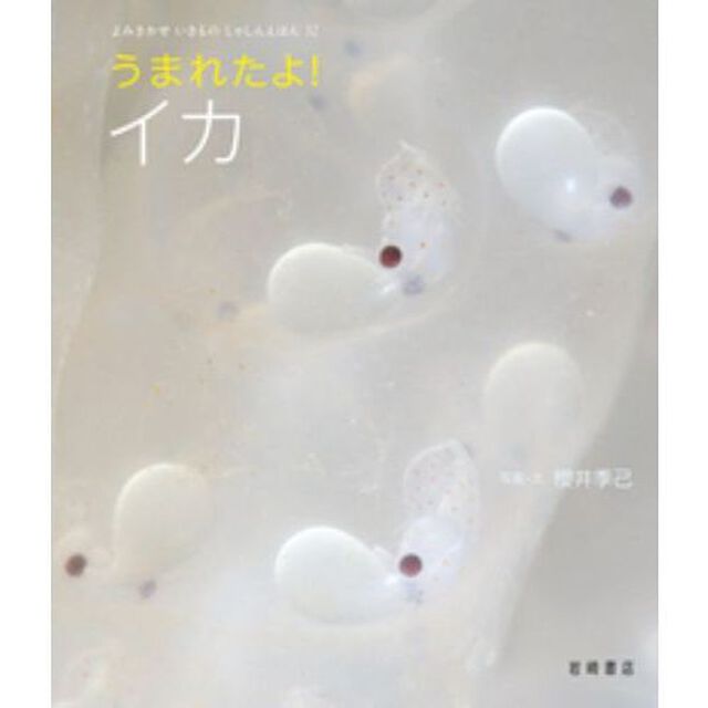 うまれたよ！イカ
