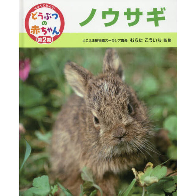 くらべてみよう！どうぶつの赤ちゃん　１６「ノウサギ」