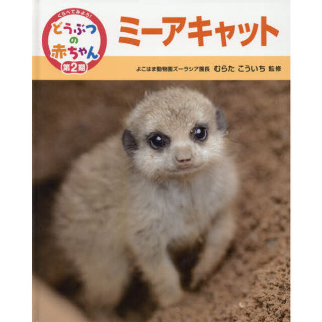 くらべてみよう！どうぶつの赤ちゃん　１３「ミーアキャット」