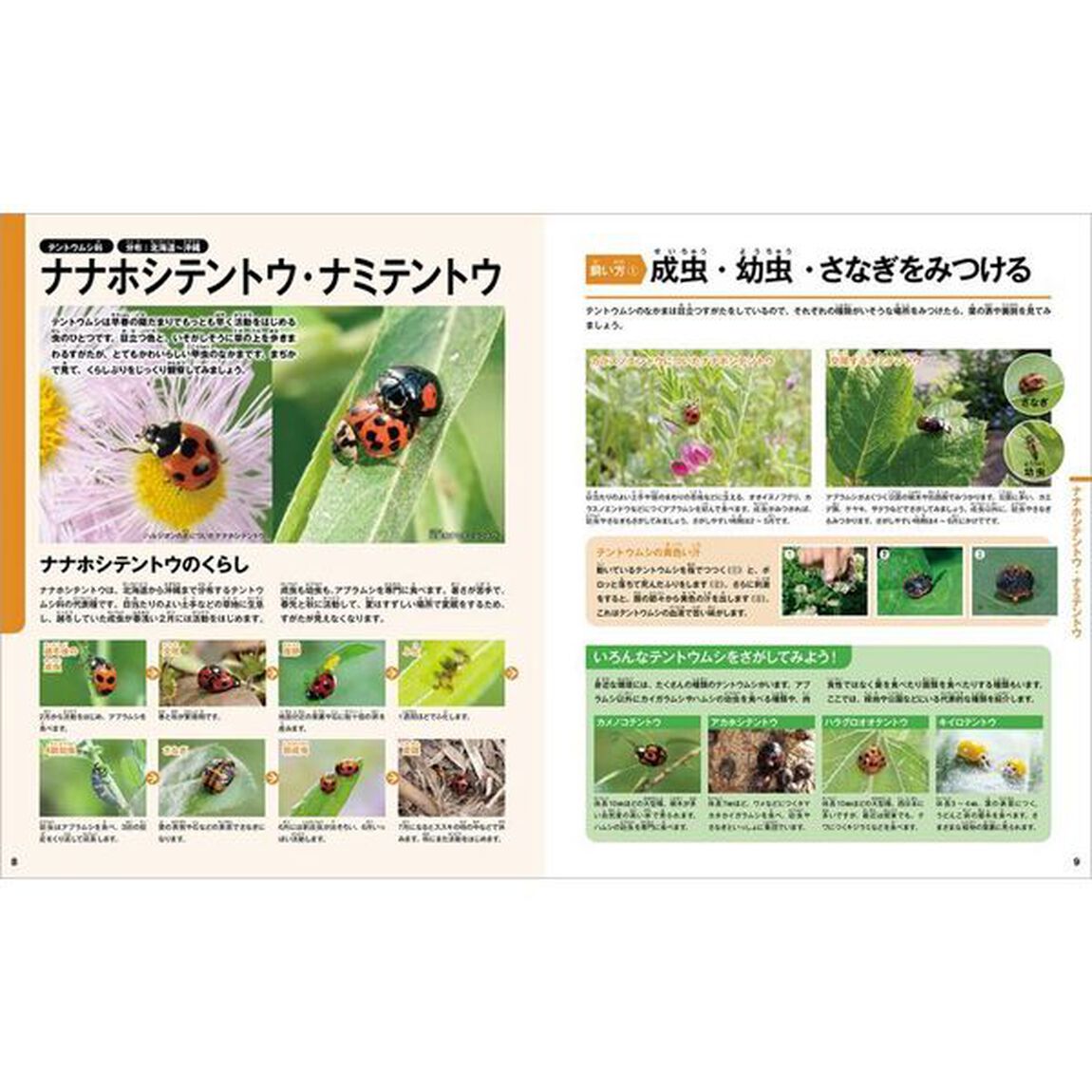 虫をみつけよう飼ってみよう　１「公園・庭・畑の虫」