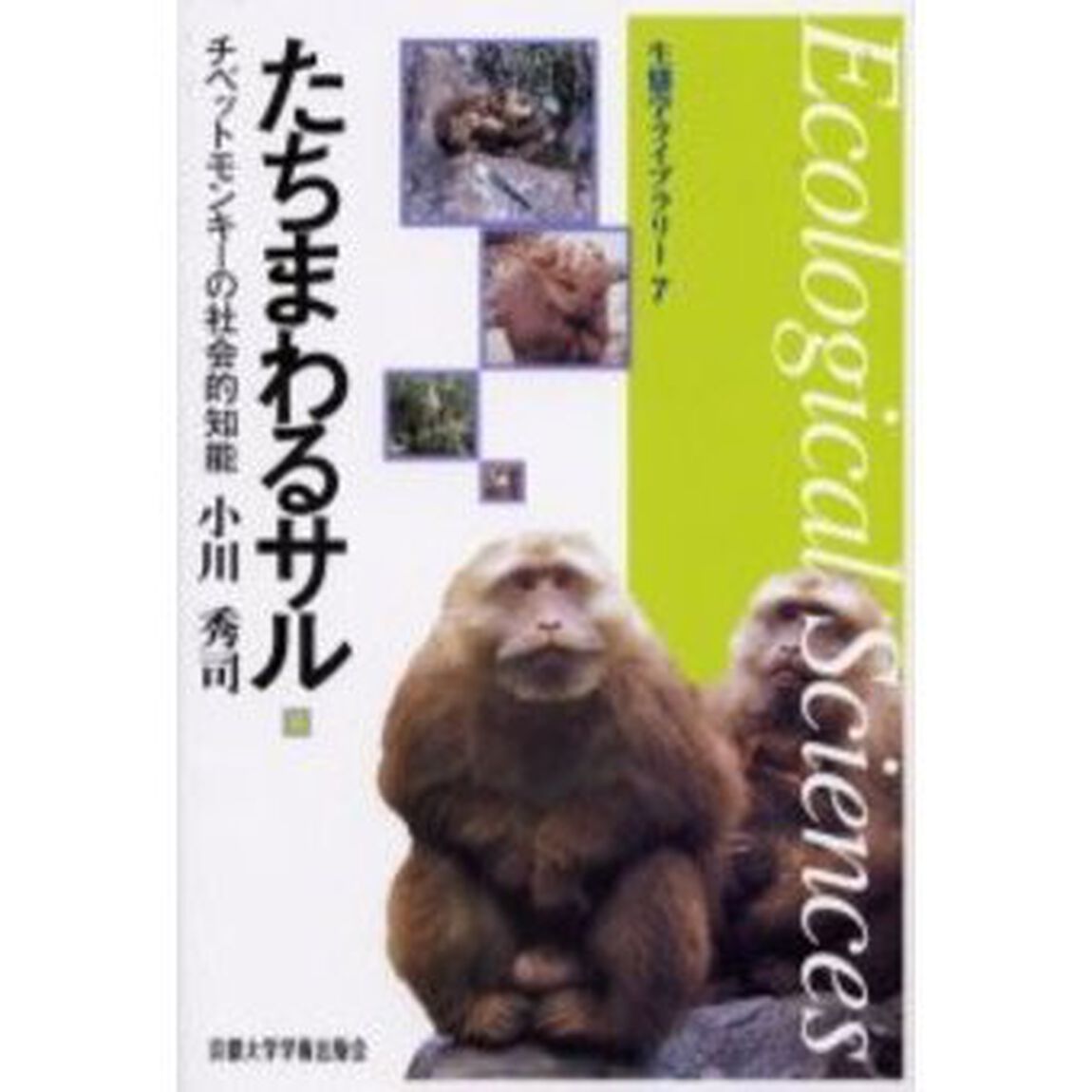 たちまわるサル　チベットモンキーの社会的知能