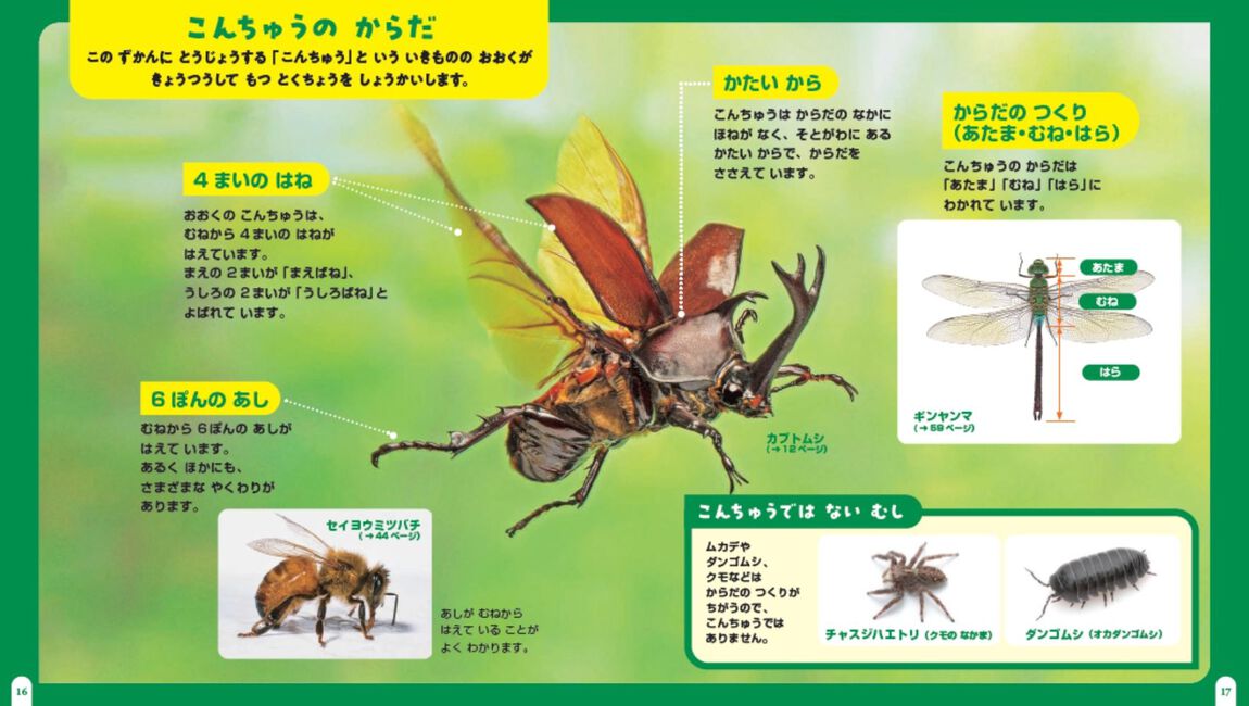 はじめてのこんちゅう
