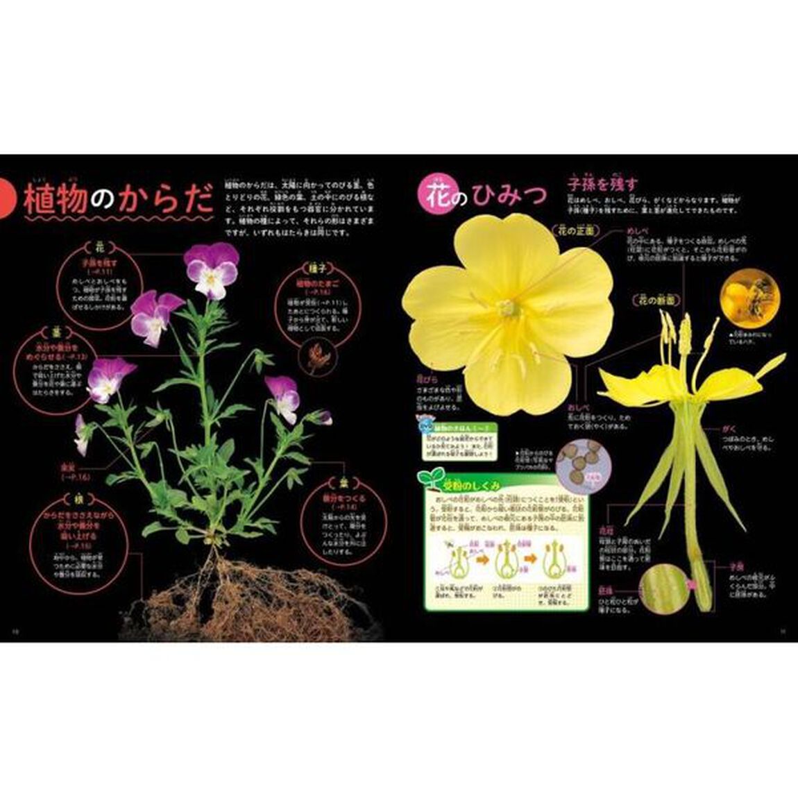 植物「新訂版」
