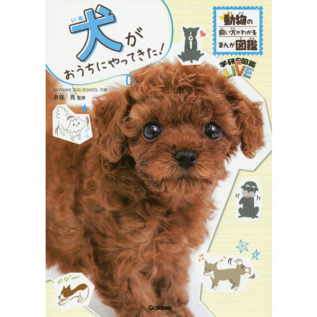 犬がおうちにやってきた！