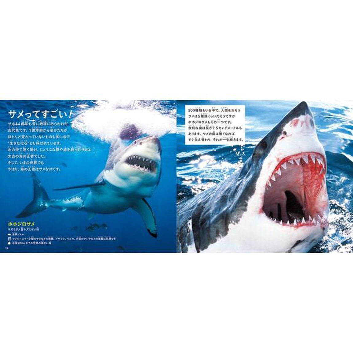 きれいですごい魚