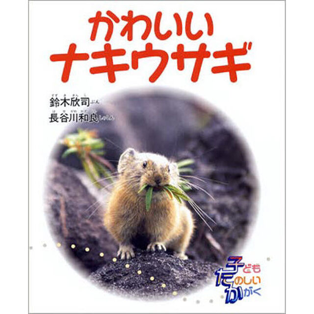 かわいいナキウサギ