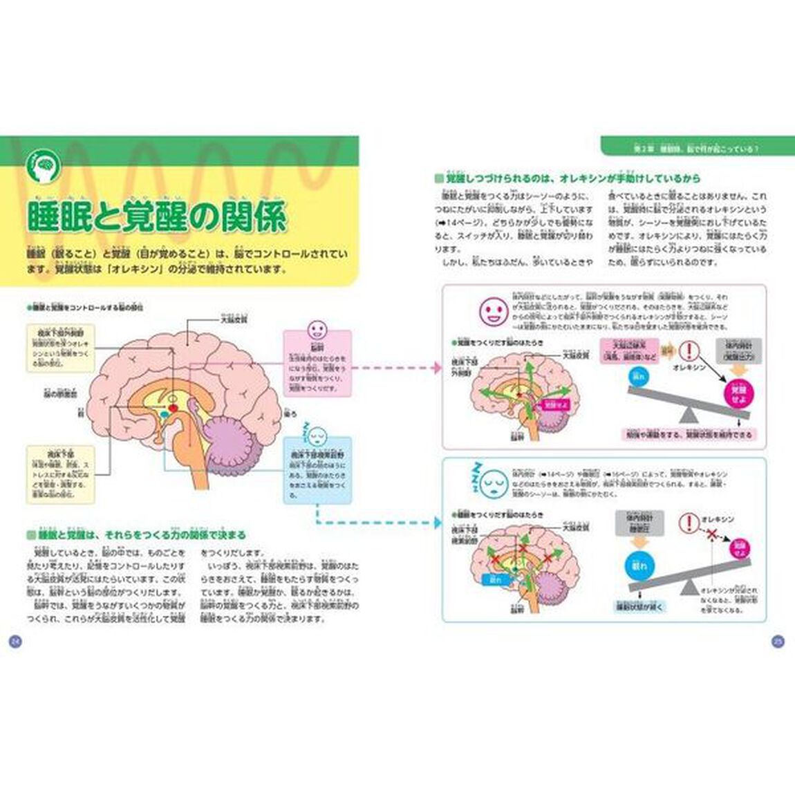 睡眠の大研究　しくみと役割をさぐろう