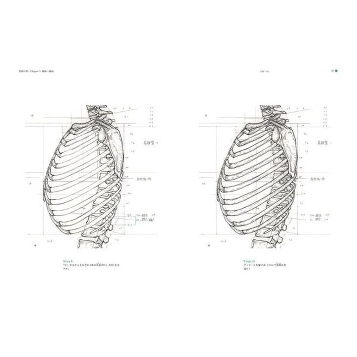 骨格の書　医学部解剖室の准教授が教える美術解剖学