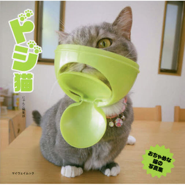 ドジ猫