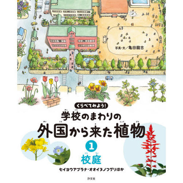 くらべてみよう！学校のまわりの外国から来た植物　１「校庭　セイヨウアブラナ・オオイヌノフグリほか」