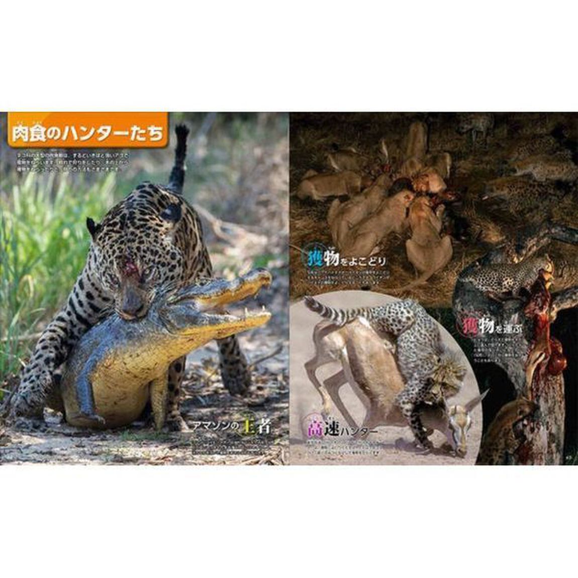 DVD付 動物 新訂版 (講談社の動く図鑑MOVE)　（セブンネット限定特典付き）