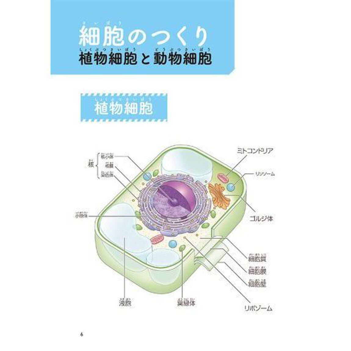 よくわかる！「はたらく細胞」細胞の教科書
