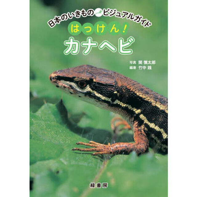 はっけん！カナヘビ
