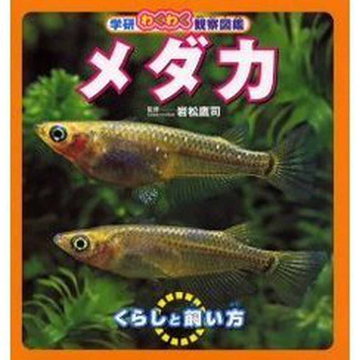 メダカ　くらしと飼い方