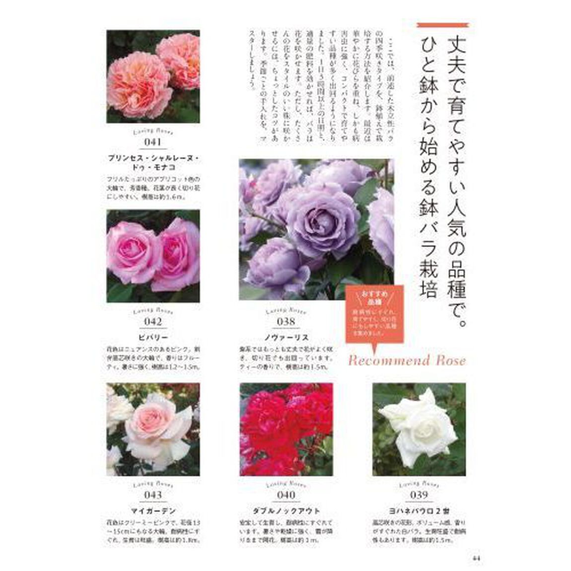 花時間Ｐｅｔｉｔ　「花」をもっと気軽に楽しく　Ｖｏｌ．１「バラを楽しむ本　切り花から鉢もの、ドライフラワーまで７４のアイデア」