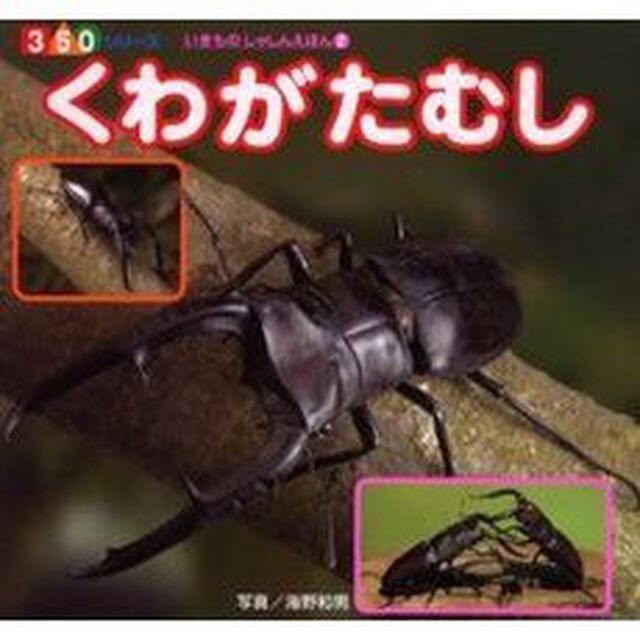 くわがたむし