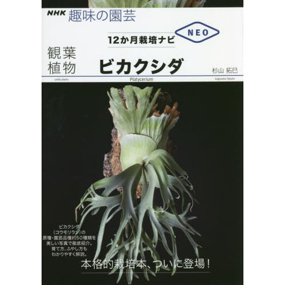 観葉植物ビカクシダ