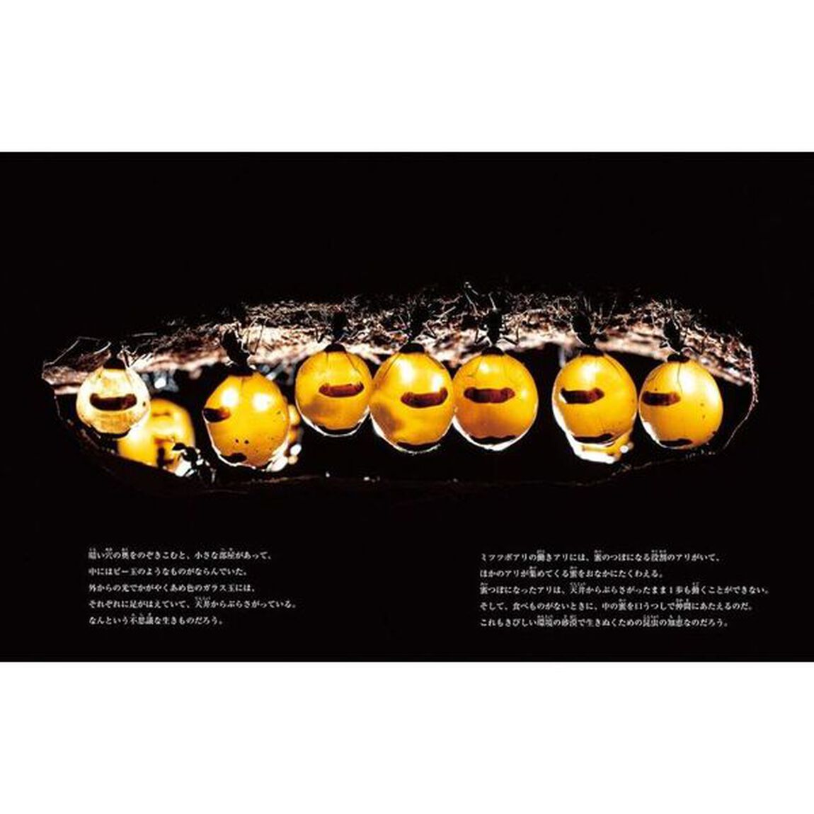 ミツツボアリをもとめて　アボリジニ家族との旅