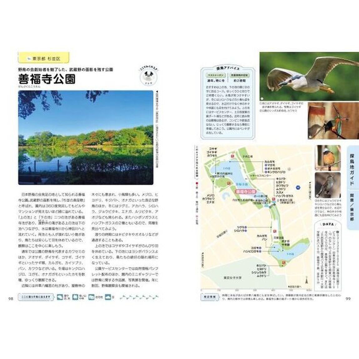 はじめての野鳥観察