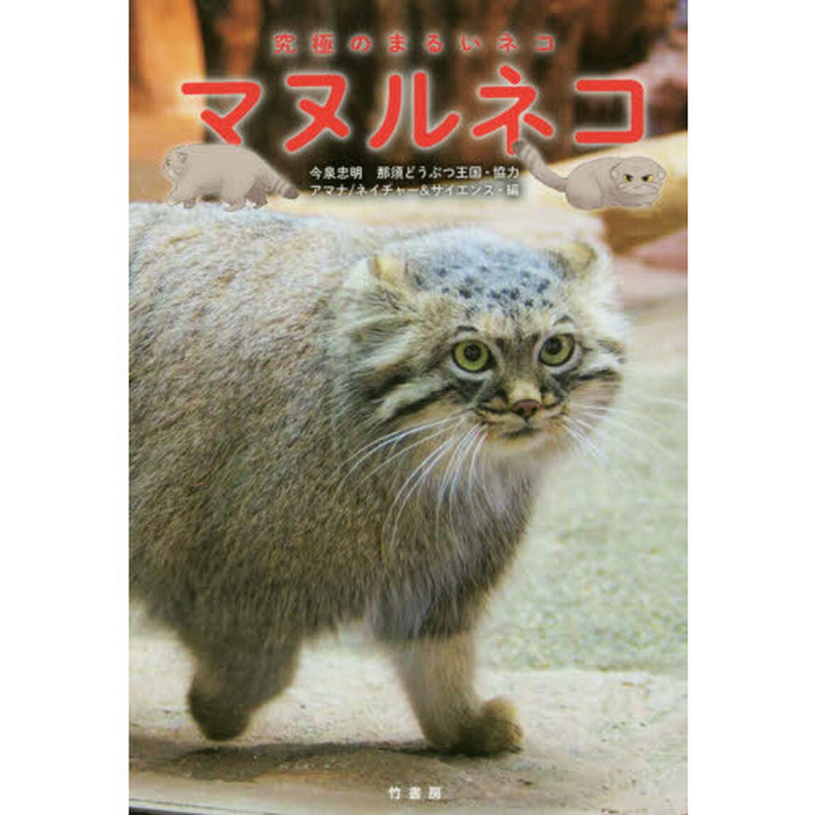 マヌルネコ　究極のまるいネコ