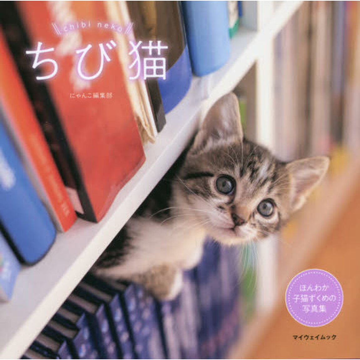 ちび猫