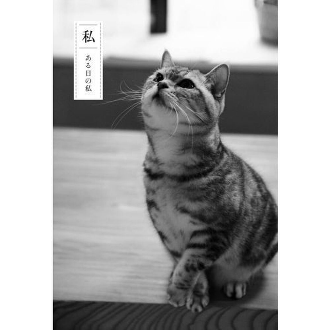 晴れの日散歩