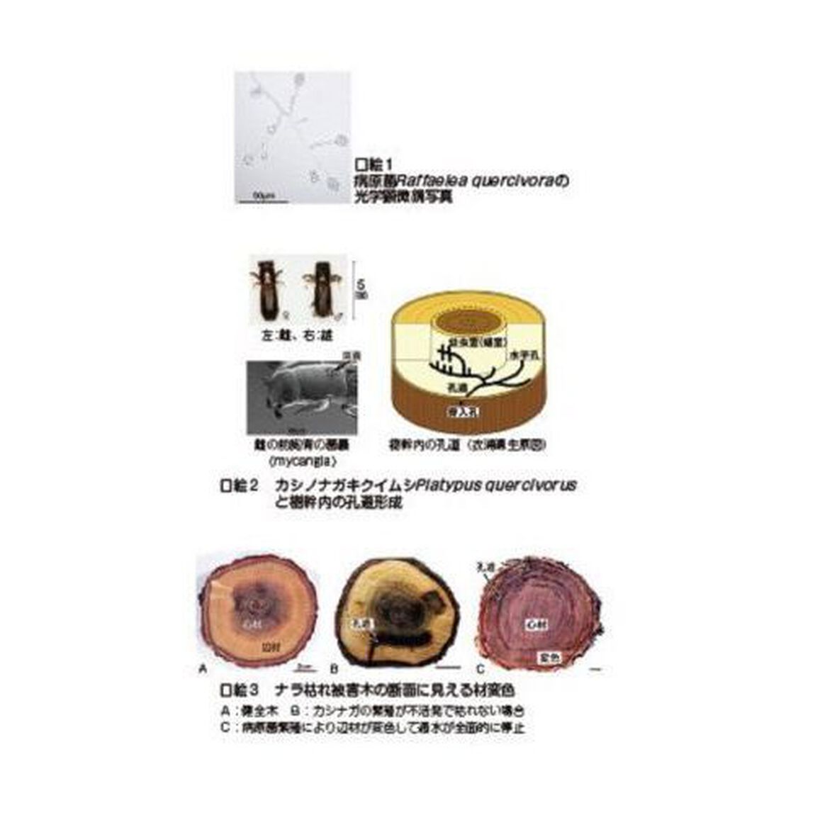 ナラ枯れ被害を防ぐ里山管理
