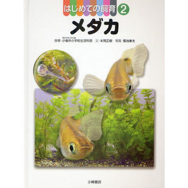 はじめての飼育　２「メダカ」
