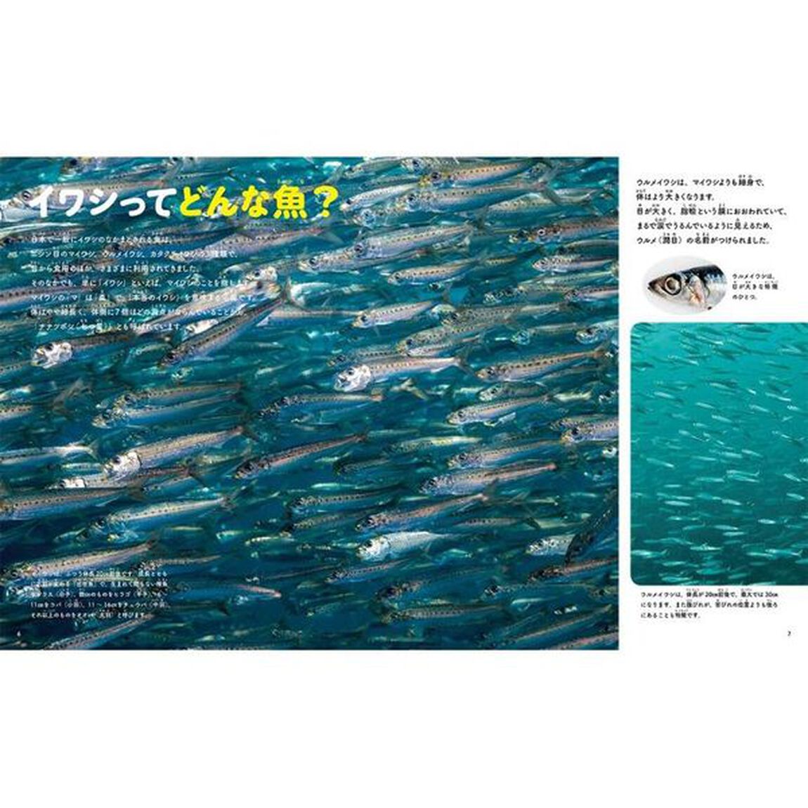 和食のだしは海のめぐみ　３「煮干」