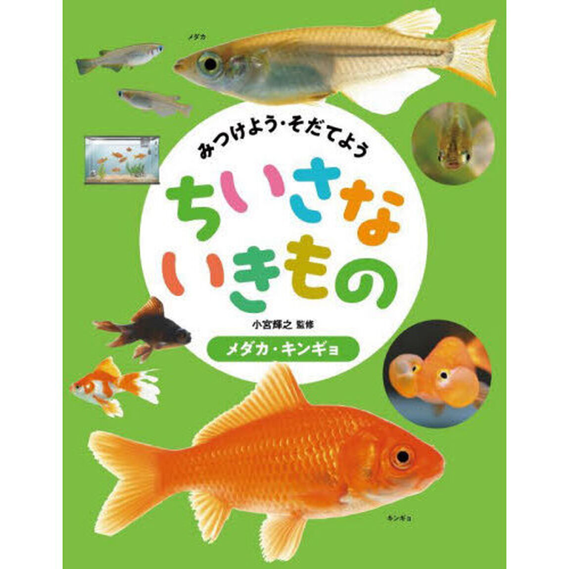 みつけよう・そだてようちいさないきもの　〔１〕「メダカ・キンギョ」