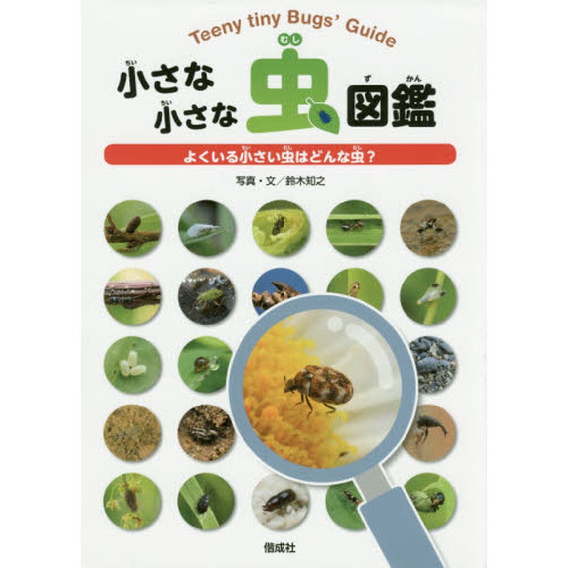 小さな小さな虫図鑑　よくいる小さい虫はどんな虫？