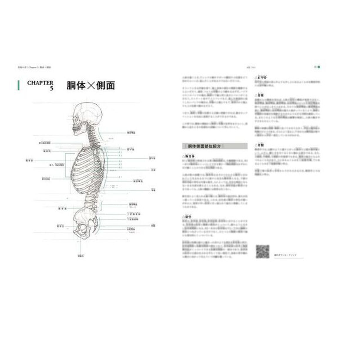 骨格の書　医学部解剖室の准教授が教える美術解剖学