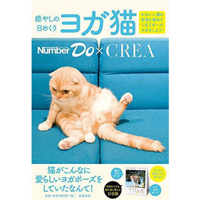 癒やしの日めくり　ヨガ猫