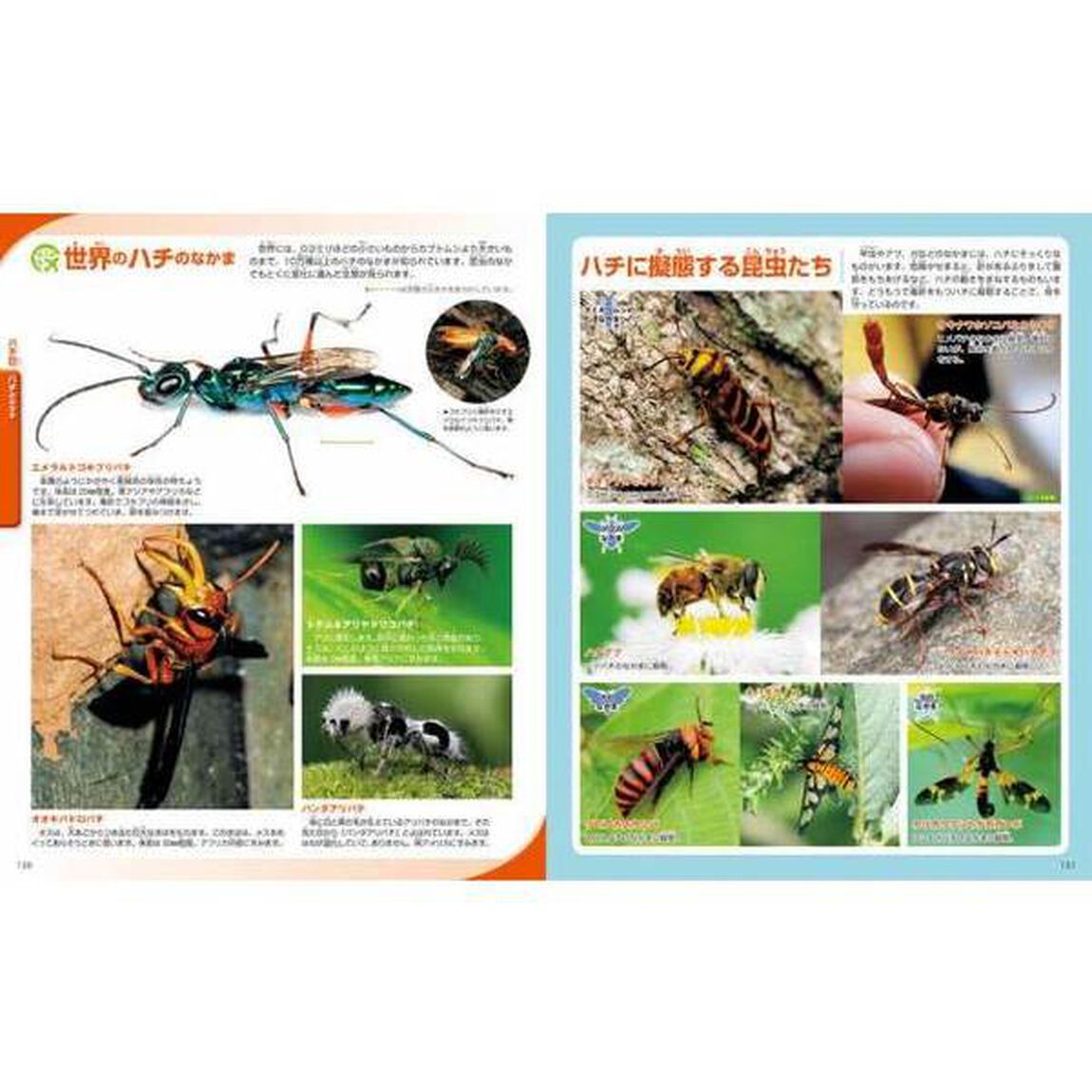 昆虫「新訂版」