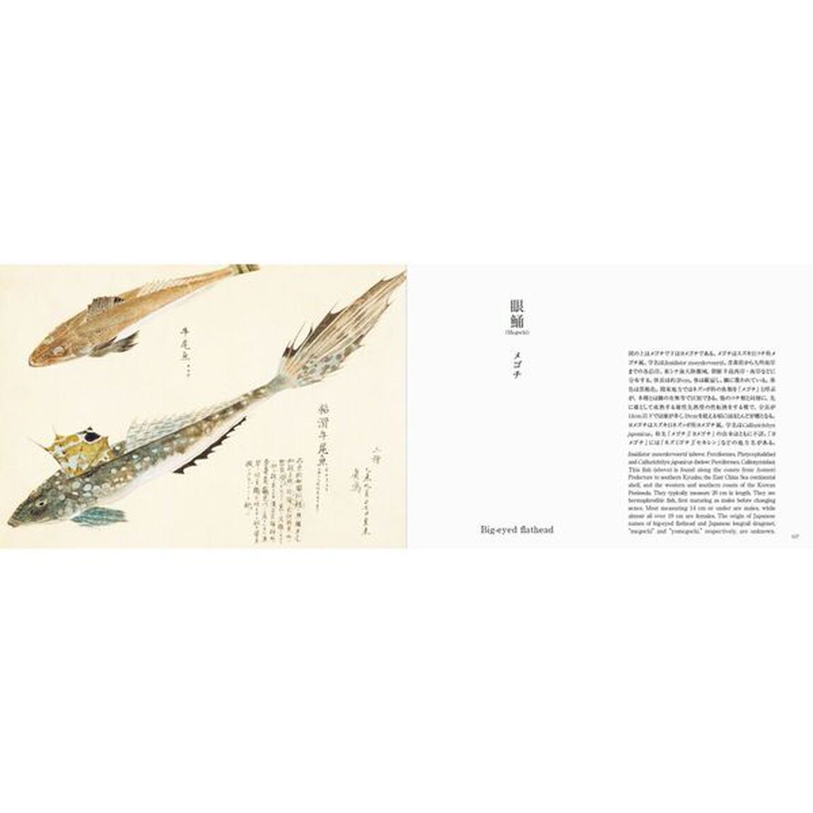 美し、をかし、和名由来の江戸魚図鑑