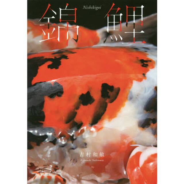 錦鯉