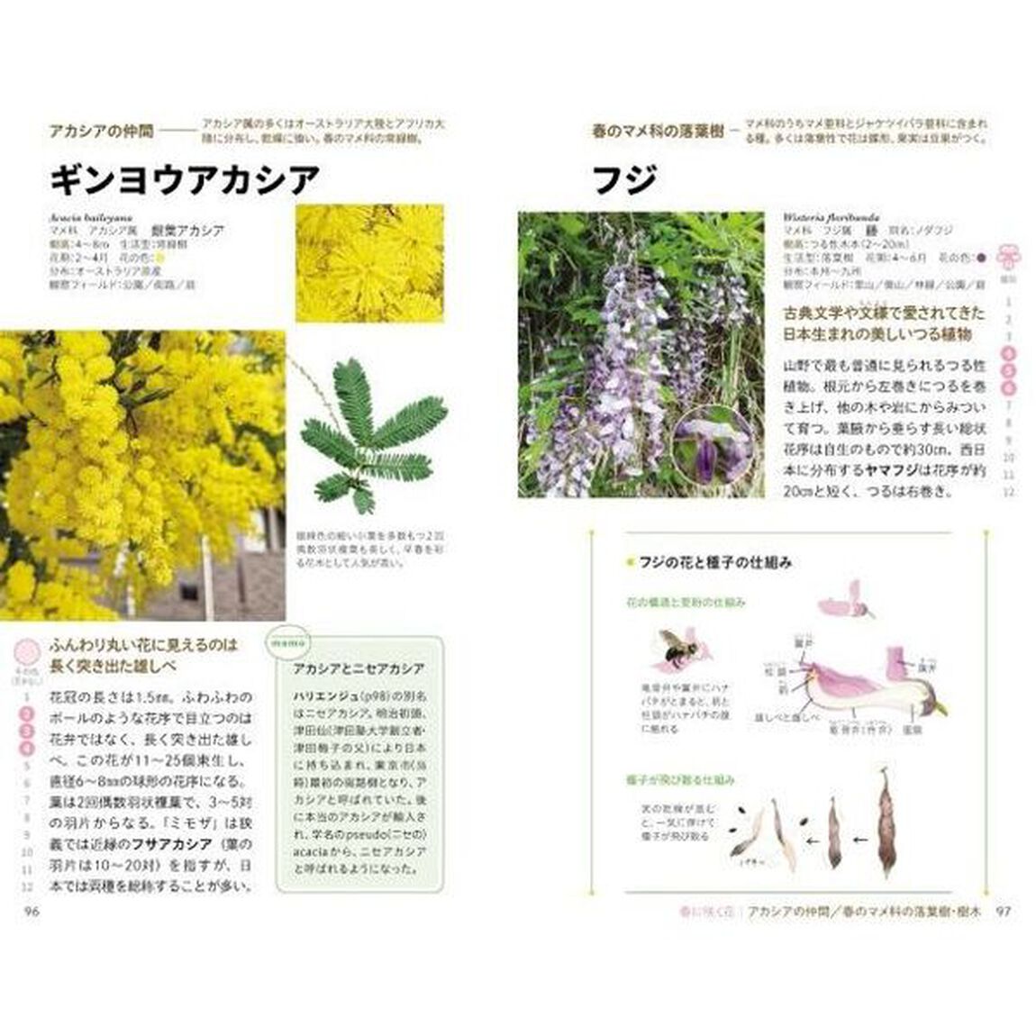 見わけがすぐつく花図鑑