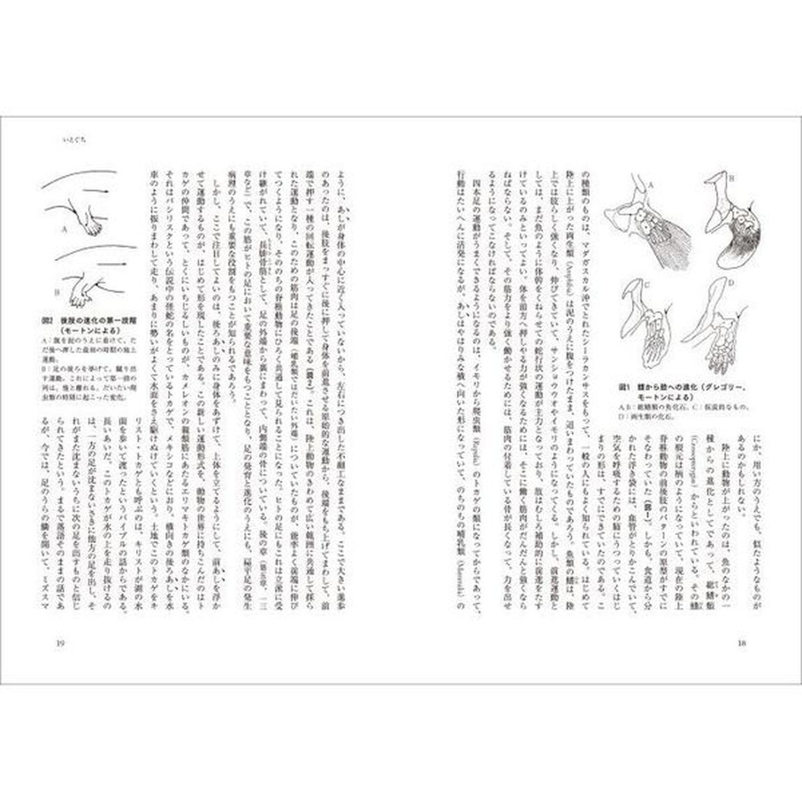 ヒトの足　この謎にみちたもの